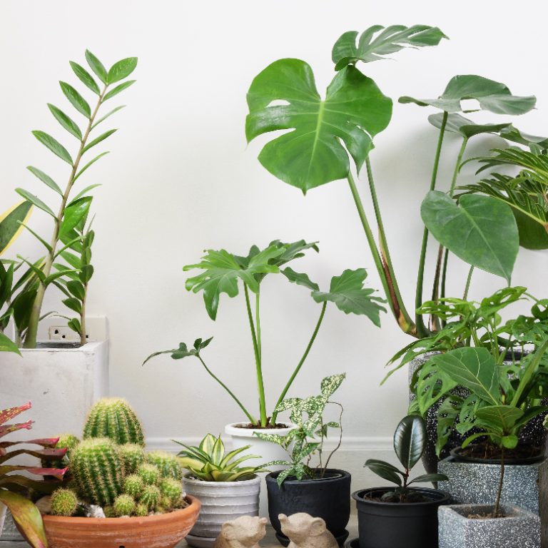 Indoor-Plants-Guide-01-0505180010