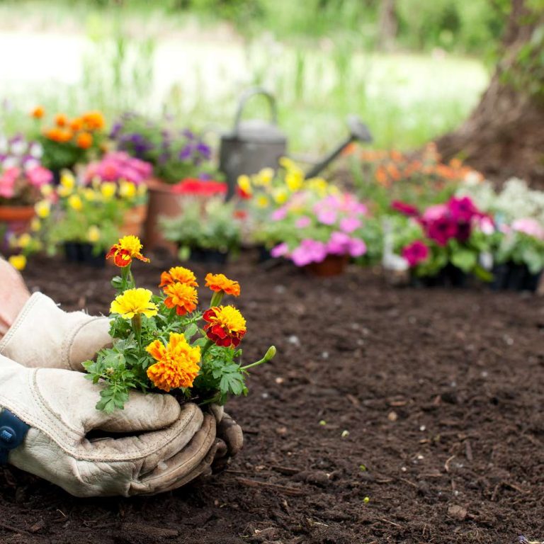 plants-that-improve-soil-marigolds-GettyImages-1156537866-dcb53815bfe144bc8abfe16c6258c0e8